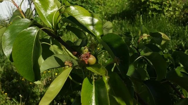 О чем нам могут рассказать листья груши?