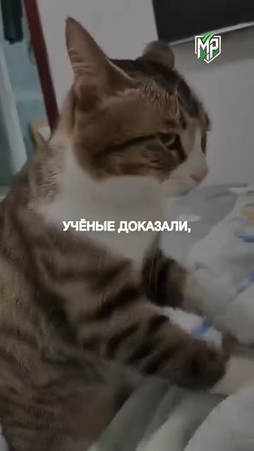 Как влияет домашние кошки на наш организм