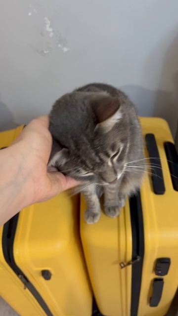 Котя собирается в путешествие 🐱