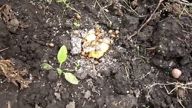 Простейшая ловушка для колорадского жука. Спасаем будущий урожай