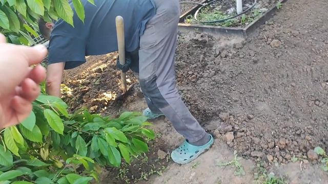 #16 /25 Дела Дворовые