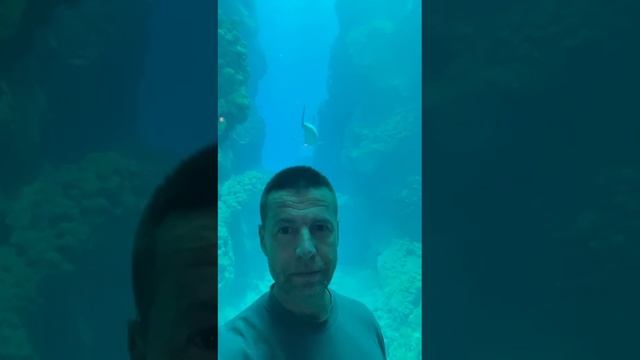 Океанариум в Абу-Даби