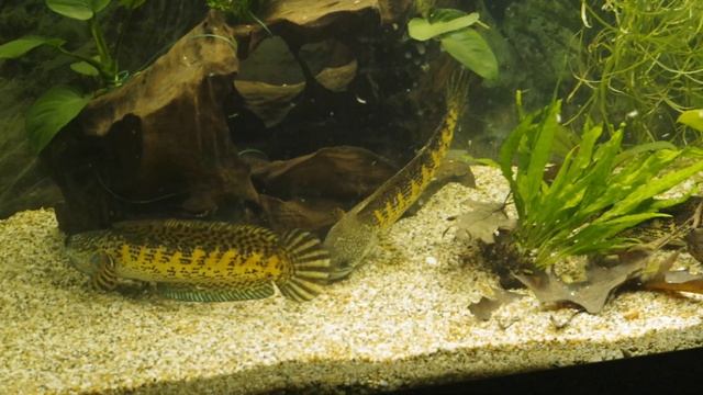 Танец пары Золотых кобр (Channa aurantimaculata)