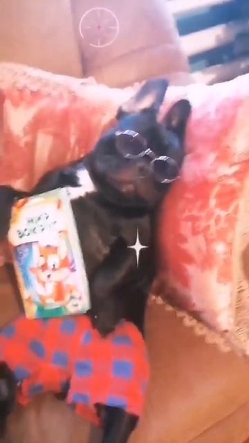 #французский бульдог#Митяй#прикольное видео#приколы#ржач