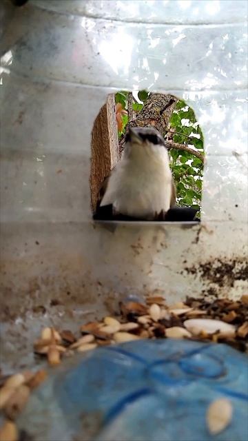 Осторожный Поползень