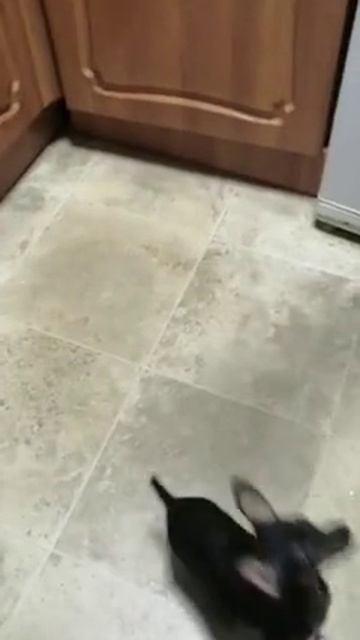 Собака на двух лапах.mp4