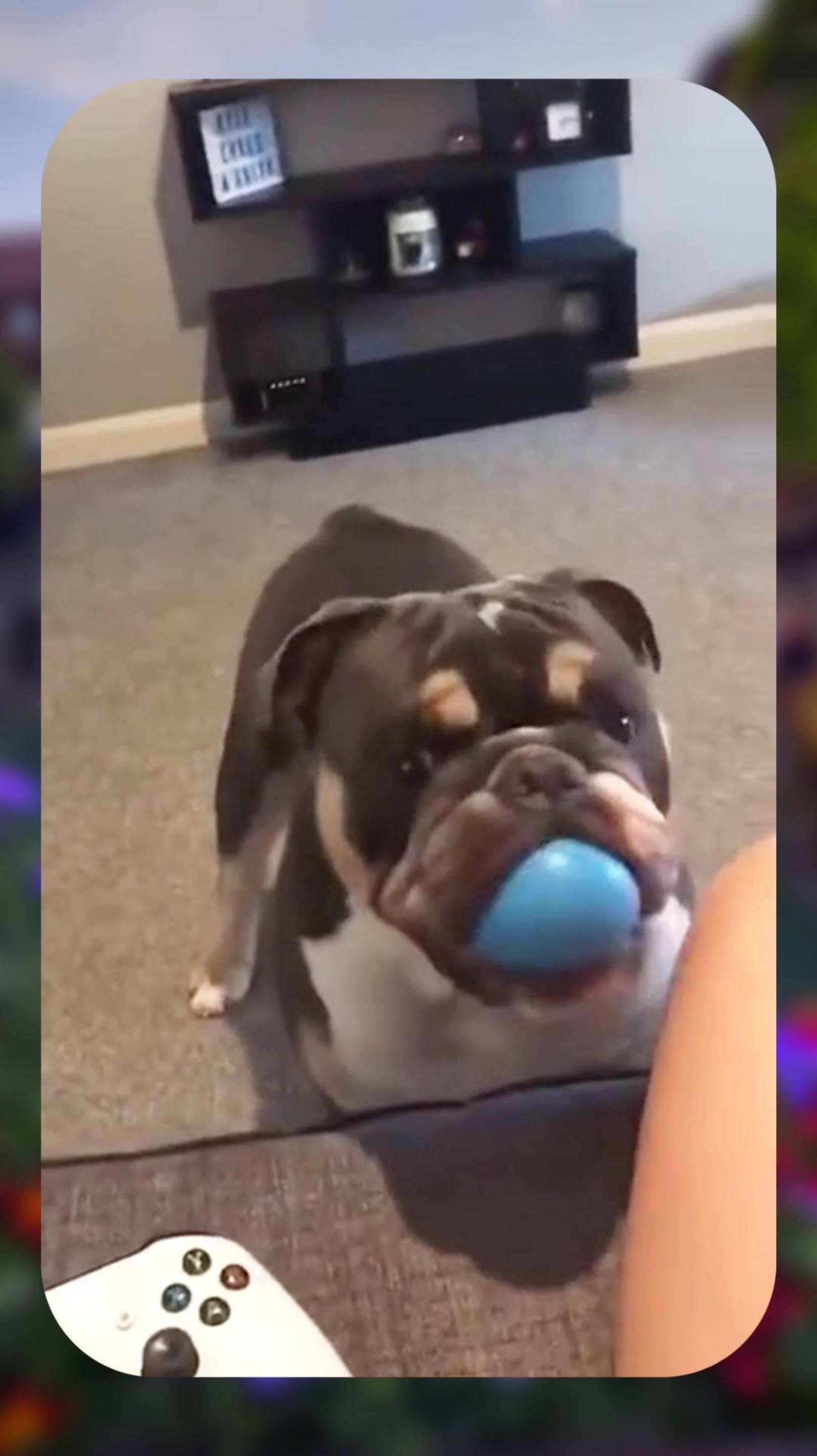 Она этого НЕ Ожидала! 😱 Пёс ПУШКА  😂 #dog #funny #юмор
