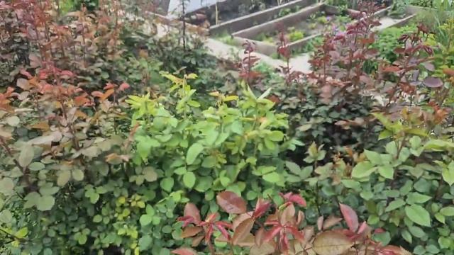 315. На огороде нет больше места для посадок овощей.