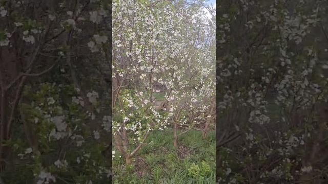 Цветут плодовые кустарники