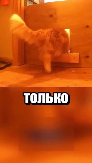 i11ushenka (25)