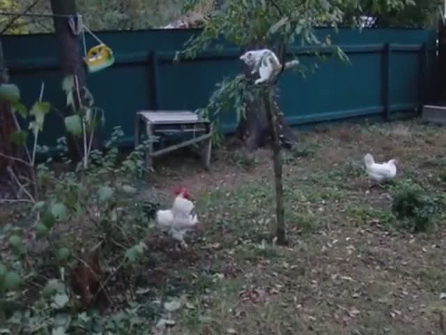 Куры несушки Ломан Браун и Хайсекс- свободный выгул.