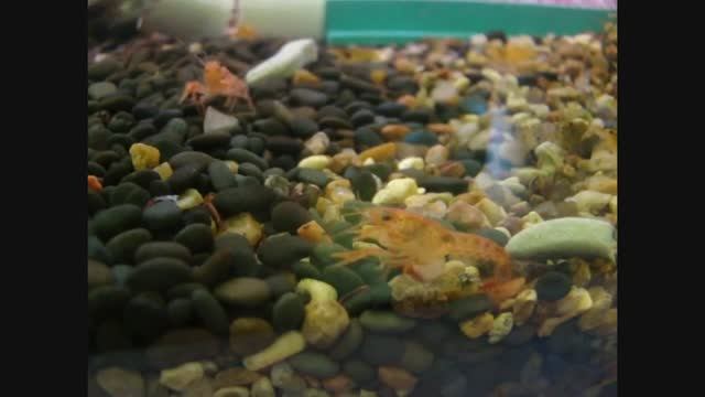 Рак Красный Карликовый Мексиканский.