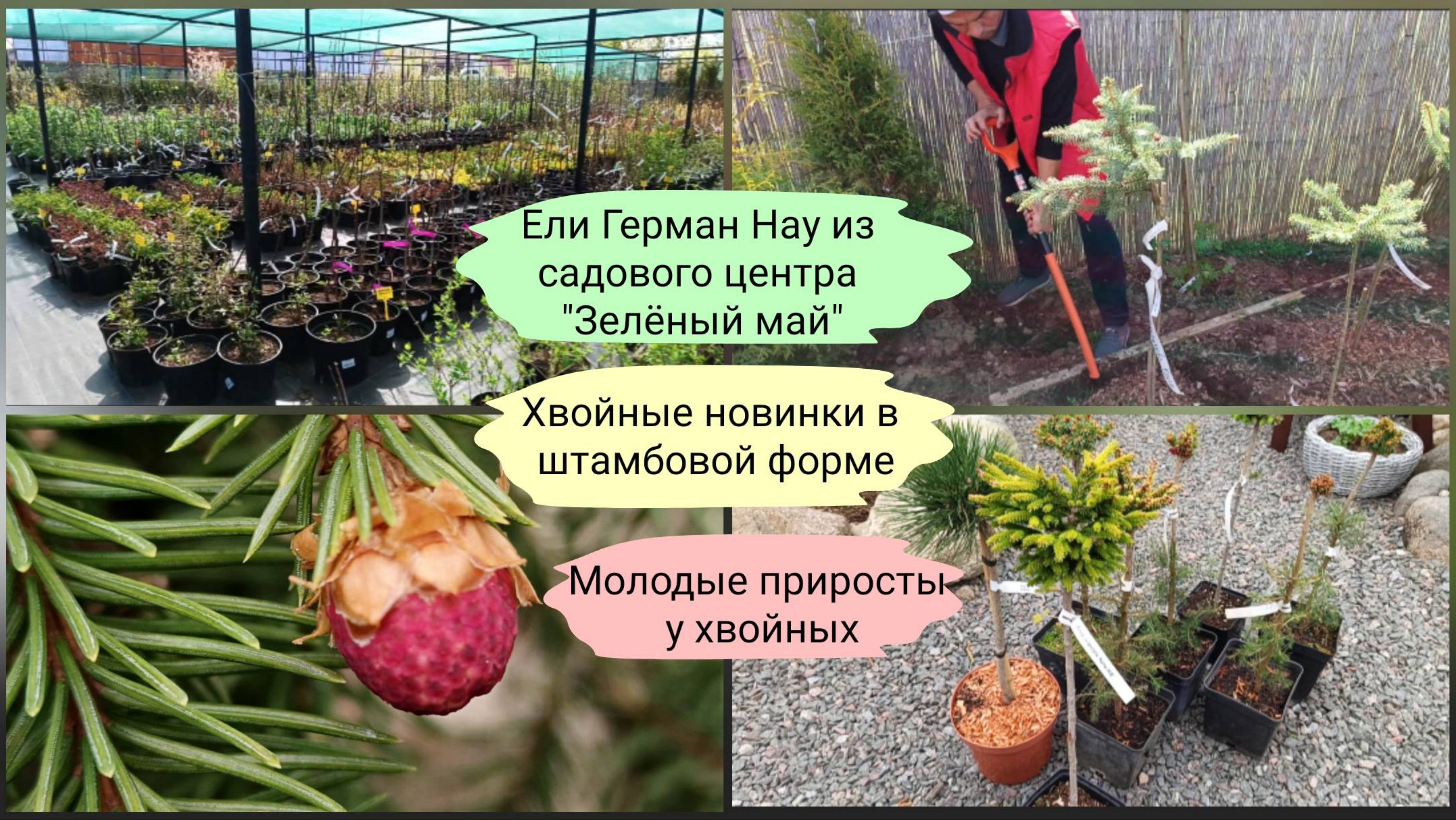 Прогулка по саду. Ели Герман Нау и другие в штамбовой форме. Начало цветения хвойных.
