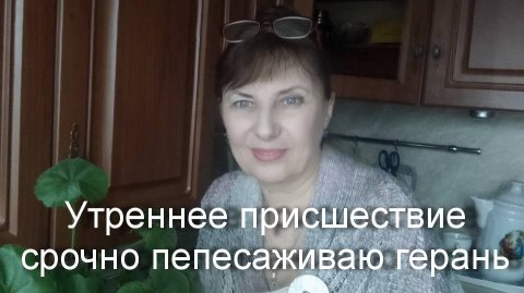 Утреннее происшествие. Срочно пересаживаю герань.