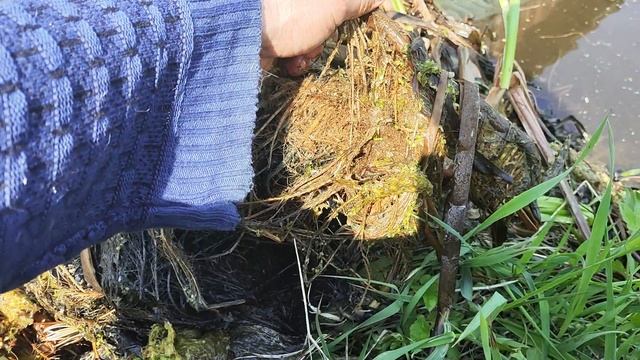 Почистил прудик у дома. Много тритонов