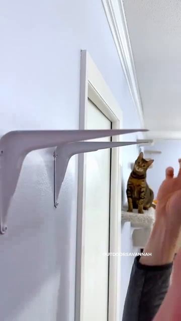 Какой должна быть комната котика 😻🥰👍