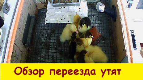 Обзор переезда утят