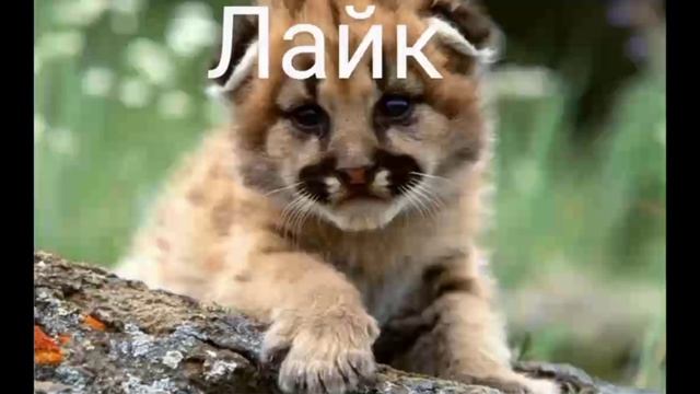 мой актив.mp4