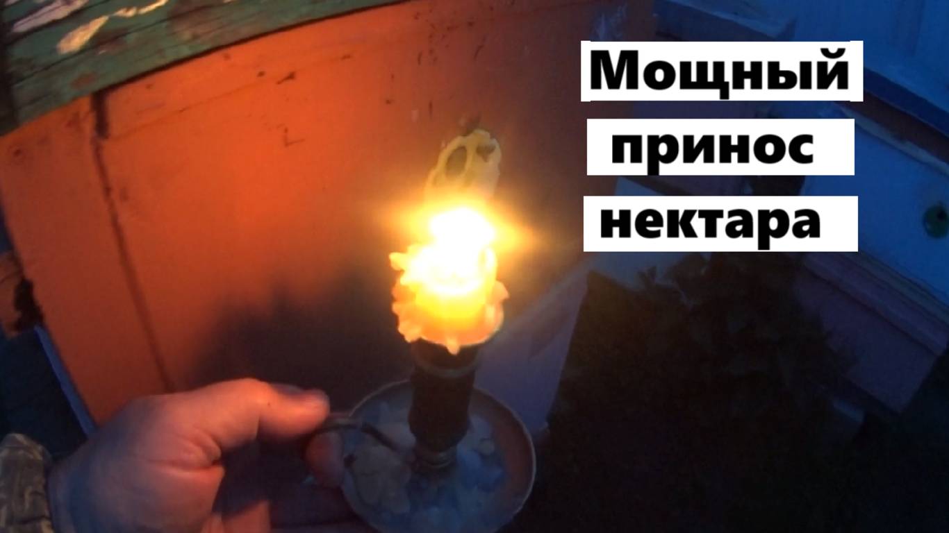 Пчёлы несут майский мёд.