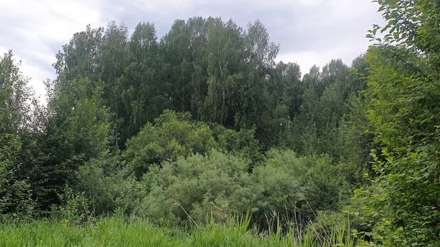 Росща!