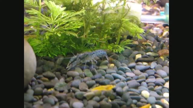 Рак Синий Карликовый Мексиканский.