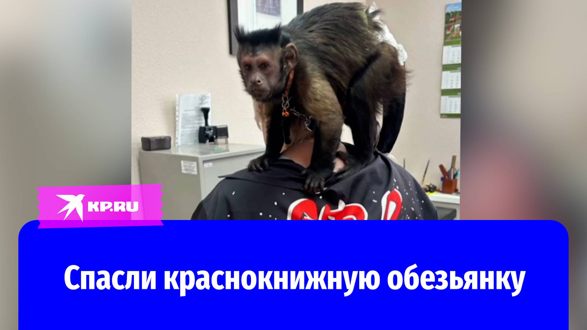 Полицейские спасли краснокнижную обезьяну, которую продавали незаконно