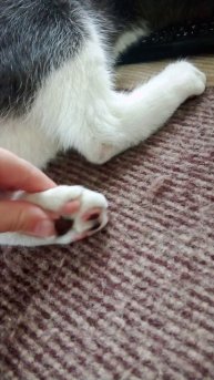 Таба сквиш лапка