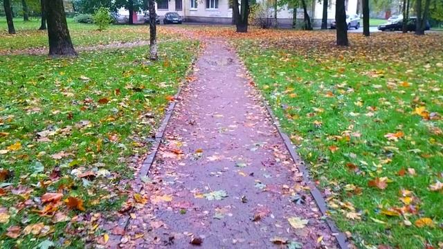Уже опадает листва, Петербург. 7 октября 2023.