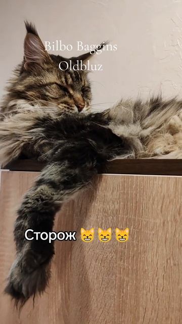 Сторож Bilbo Baggins Oldbluz 😸#котики #mainecoon #breeder #питомникмейнкун #мейнкун