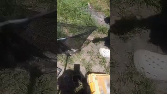 рыбалка,хороший клев.одна за одной.