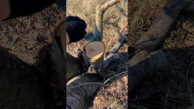 Готовим смесь для замазывания спилов деревьев