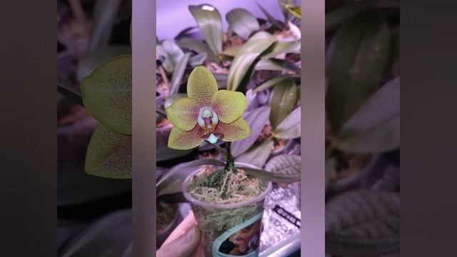 Phal. Joy Sara Lady первый цветочек