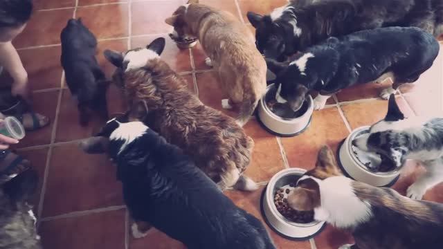 Пушистое утро и весёлый день 🐶🐱 Что делают мои зверята?