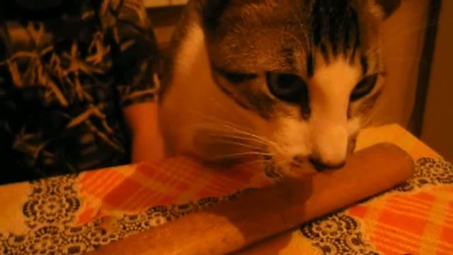 котик ест кокос