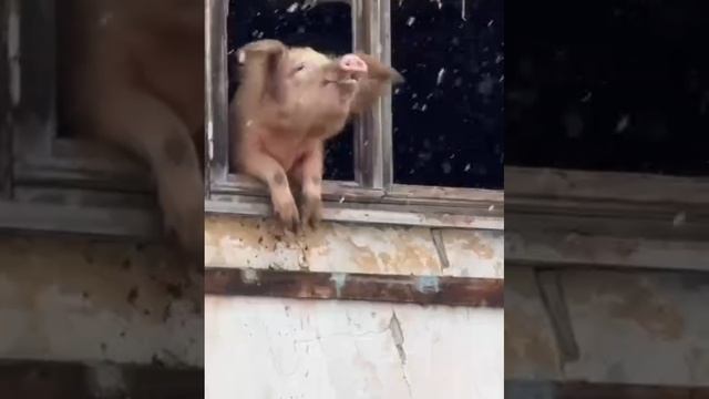 1000006356.mp4
