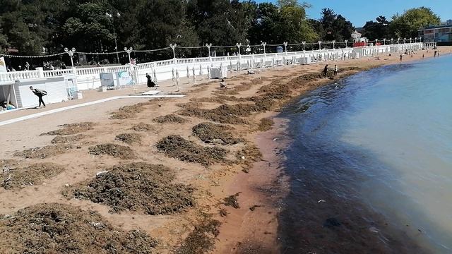 Геленджик. Водоросли на пляже.