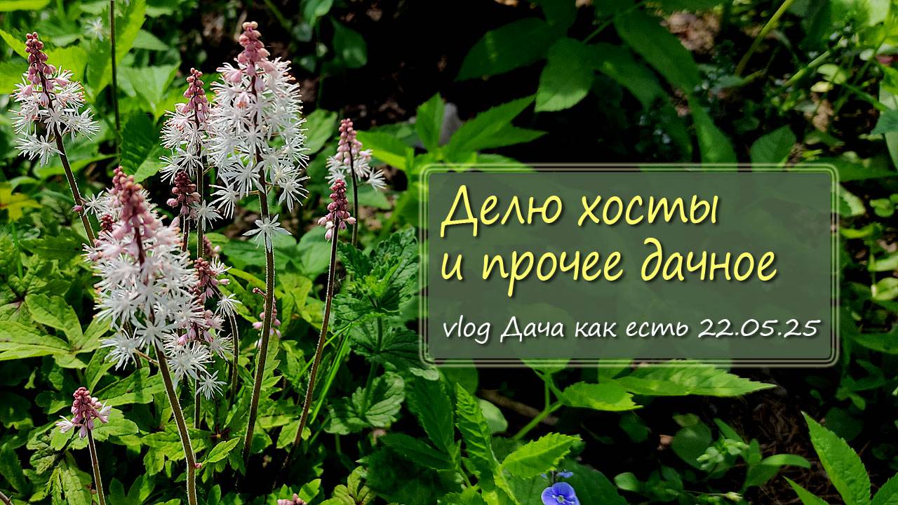 Делю хосты, сажаю их  в контейнеры. И прочие дачные дела / vlog дача как есть 22.05.2025