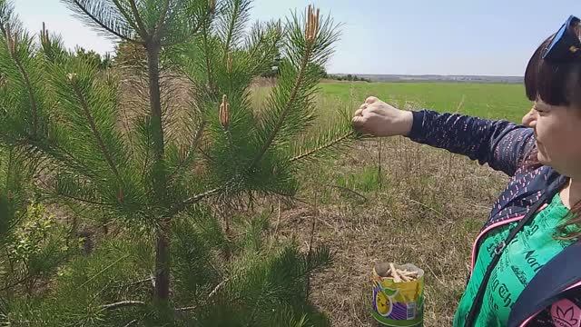 Польза еловых соцветий для здоровья.