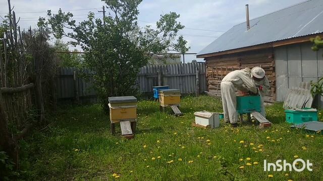 Осмотрели пчёл, убрали маточников