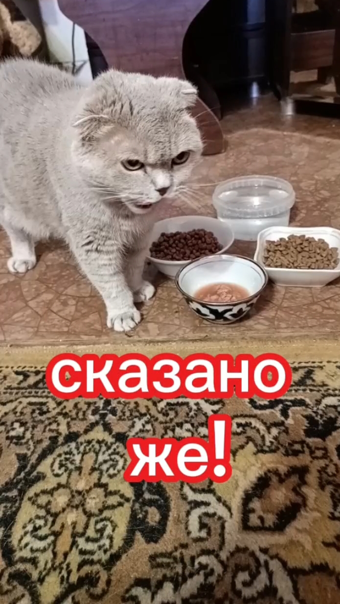 Сказано же!
