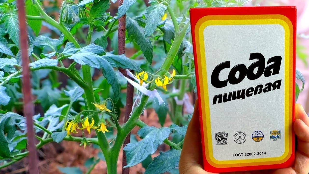 СРОЧНО ДАЙТЕ ТОМАТАМ СОДУ И БУДЕТЕ СОБИРАТЬ УРОЖАЙ ВЕДРАМИ ДО ОСЕНИ!!! УХОД ЗА ТОМАТАМИ!