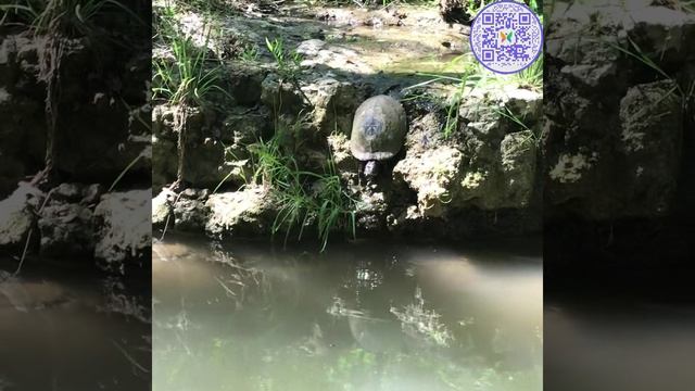 🐢 Освежающий прыжок черепахи в пруд на фоне целебного пения птиц в ясный день