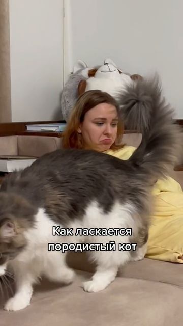 Породистый и Уличный