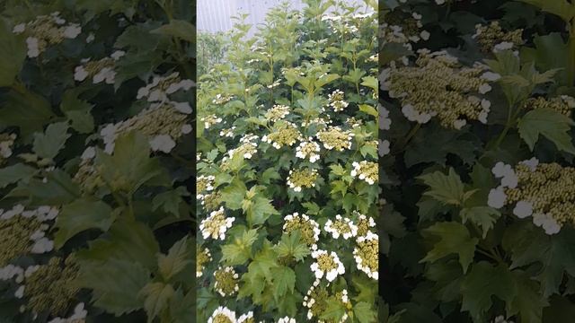 Желтоплодная калина Ксантокарпум.