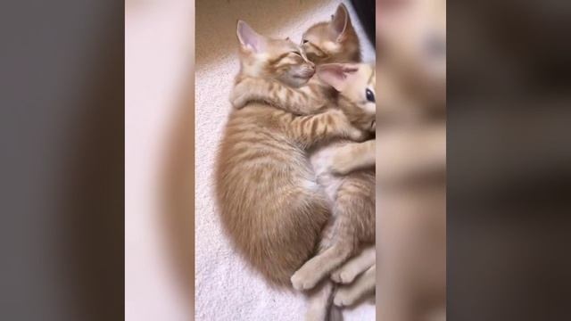 Наш TG https://t.me/liveofcats