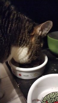 Кот Грунт идет кушать. 15 января 2025.