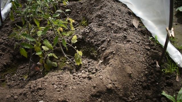 Выращивание помидоры "Бычье сердце" в открытом грунте
