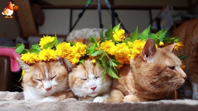 Нарядные Котики расслабляются на солнышке 🌞 🐈🐈🐈 (154)