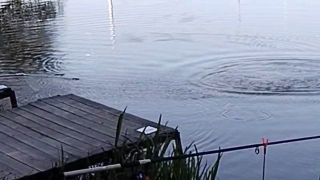 Светлые Горы Карп3 24.05.2025г.