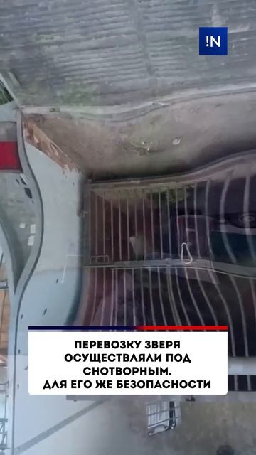 Медведь Михей с притравочной станции спасен!
